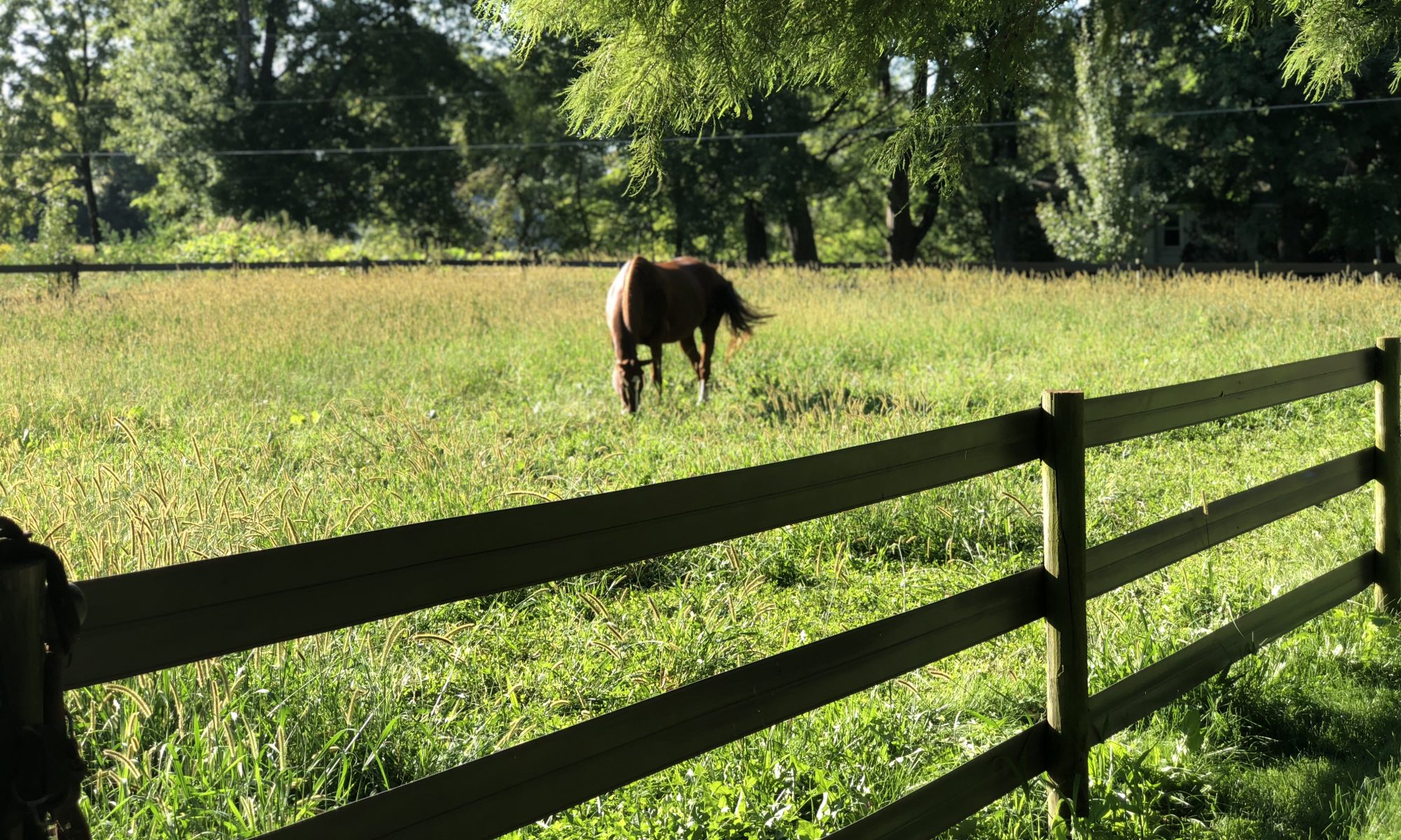 Hope Reins Indiana